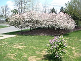 14 Nancy's Garden [2009 May 10]